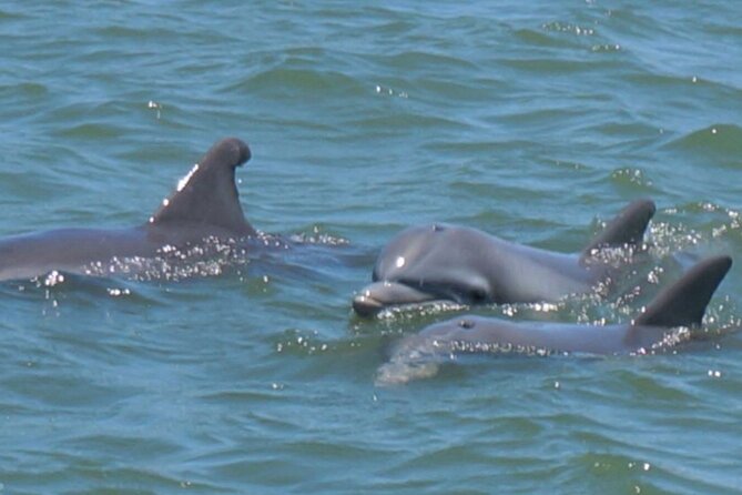 Vanishing Mile Isle Beachcomber Tour - The Route: From Harbour Town to Daufuskie’s Shores