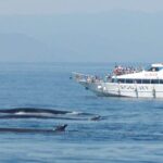 Varazze: Pelagos Sanctuary Guided Cetacean Watching Tour - Starting Point and Meeting Procedures