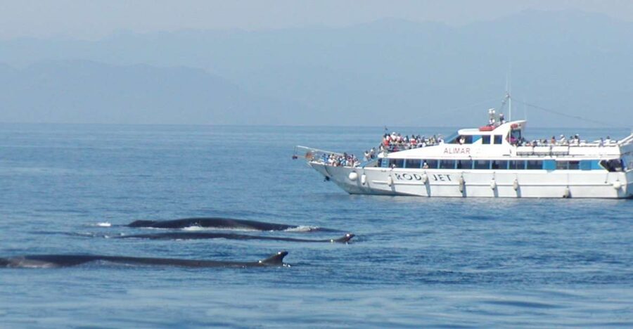 Varazze: Pelagos Sanctuary Guided Cetacean Watching Tour - Starting Point and Meeting Procedures