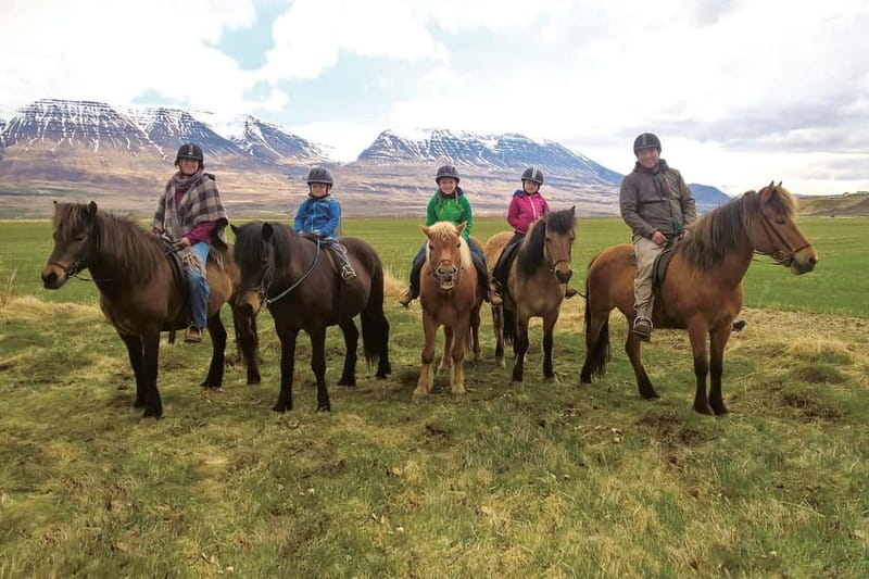 Varmahlid: 1-Hour Icelandic Horse Riding Tour - From the Office to the Saddle: Meeting and Preparation
