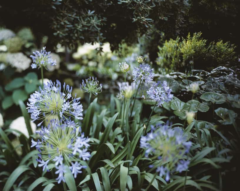 Venice: Convent Garden of Redentore Entry Ticket - The Water Lily Pond: The Garden’s Focal Point