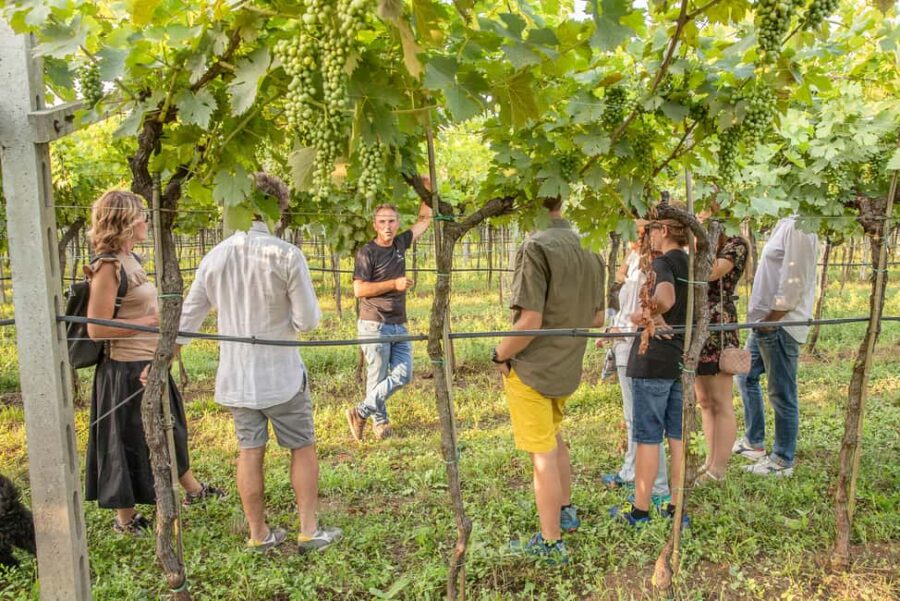 VERONA: WINE TASTING FOR THOSE WHO LOVE COMPARISONS - The Art of Comparing Valpolicella and Amarone