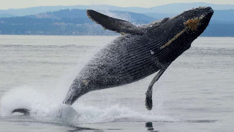 Victoria, BC: 3-Hour Ultimate Whale & Marine Wildlife Tour - Departure Location and Meeting Details in Victoria