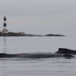 Victoria: Morning Whale-Watching Tour in Scarab Boat - Departing from Victoria’s Waterfront at Eagle Wing Tours