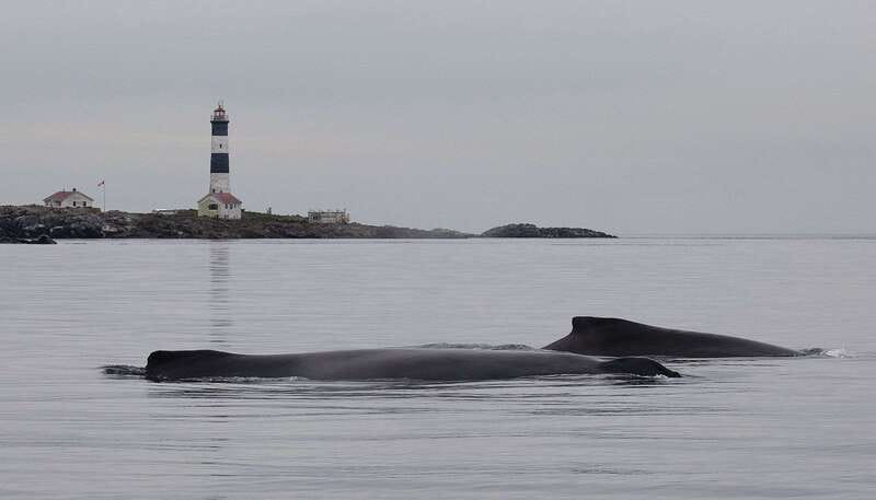Victoria: Morning Whale-Watching Tour in Scarab Boat - Departing from Victoria’s Waterfront at Eagle Wing Tours