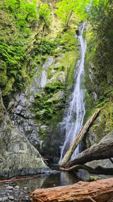 Victoria Waterfall, Skywalk, Beach Picnic, Castle and Whales - Exploring Victoria’s Old-Growth Forest and Waterfalls