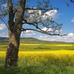 Vienna-Budapest One-Way Sightseeing Transfer - Starting the Day with a Pickup in Vienna