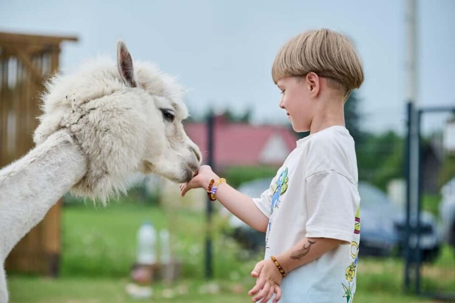 Vilnius-Trakai: Private Alpaca Farm Tour - Starting Point and Transportation: Pickup in Vilnius