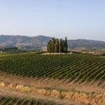 Vinci: wine-experience among the Tuscan hills - Scenic Vineyard Walks with a Local Guide