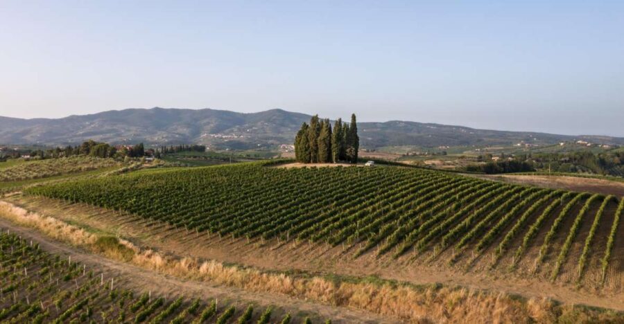 Vinci: wine-experience among the Tuscan hills - Scenic Vineyard Walks with a Local Guide