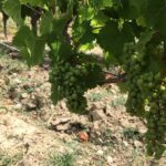 Vineyard cycle tours in and around Chinon, in the Loire Valley - Wineries and Wine Tastings in Chinon