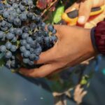 VINEYARD TOUR - Exploring Zacatecas’ Top Vineyards: What’s Included