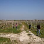 Vineyard Tour and Tasting of Lugana Wines - Exploring the Family-Run Winery in Lombardy