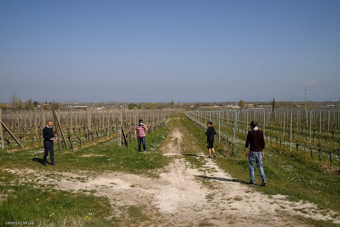Vineyard Tour and Tasting of Lugana Wines - Exploring the Family-Run Winery in Lombardy