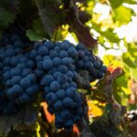 Vineyard tour with wine tasting and local products - The First D.O. P Certification in Fuerteventura