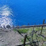 Vineyard Tour with Wine Tasting in Cinque Terre - Tasting Session: A Curated Selection of Ligurian Wines