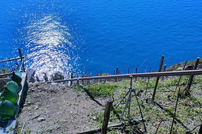 Vineyard Tour with Wine Tasting in Cinque Terre - Tasting Session: A Curated Selection of Ligurian Wines