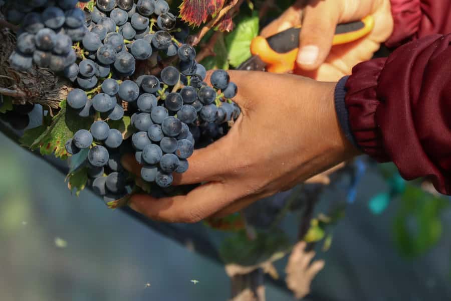 VINEYARD TOUR - Exploring Zacatecas’ Top Vineyards: What’s Included