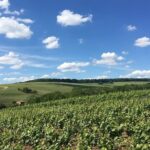 Vineyard Walking Tour & 5 Champagnes Tasting - Champagne Fabrication Video and Production Process