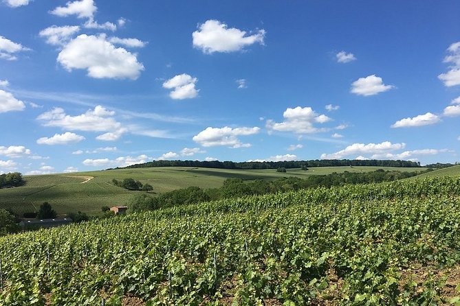 Vineyard Walking Tour & 5 Champagnes Tasting - Champagne Fabrication Video and Production Process