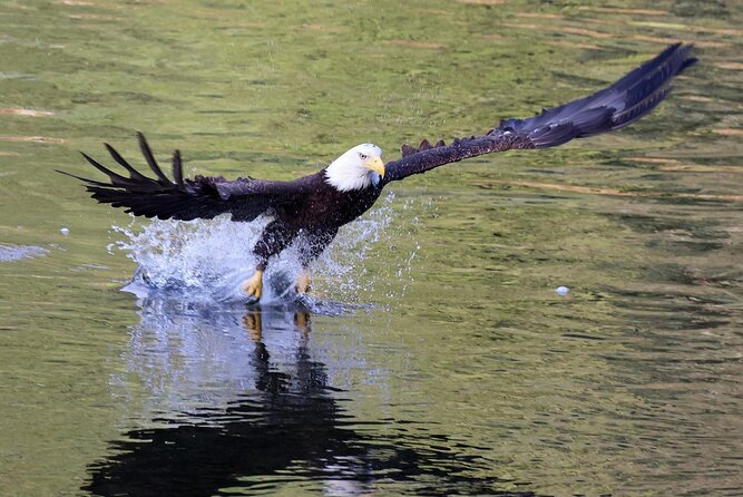 VIP Private Alaska Native Excursion (Cultural, Scenic Experience) - Visiting the Totem Heritage Center to Explore Native Art and Artifacts