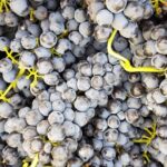 VIP Ronda Wine Tour and Tasting and Gourmet Lunch Experience with Winemaker - Visiting a Historic 16th-Century Convent Winery in Ronda