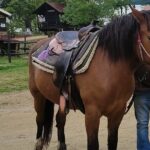 Visit a Farm and Horseback Riding in Nature - Visiting a Scenic Horse Farm Near Thessaloniki