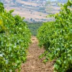 Visit and Private Tasting of EVO Oil and Organic Wine - Tasting Room and Product Demonstrations