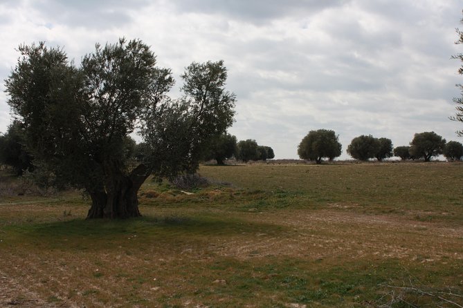 Visit olive grove centenary with oil tasting course - Discovering the Organic Farming Techniques