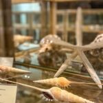 Visit Shell Museum Cavtat - What the Guided Tour of the Shell Collection Includes