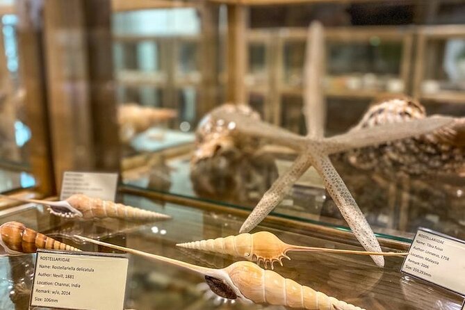 Visit Shell Museum Cavtat - What the Guided Tour of the Shell Collection Includes