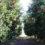 Visit the city of Konispol - Exploring Konispol’s Distinctive Architecture