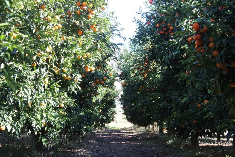 Visit the city of Konispol - Exploring Konispol’s Distinctive Architecture