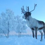 Visit the Sami and Reindeer in a Day Trip from Abisko - Transport and Logistics from Abisko to Jukkasjärvi