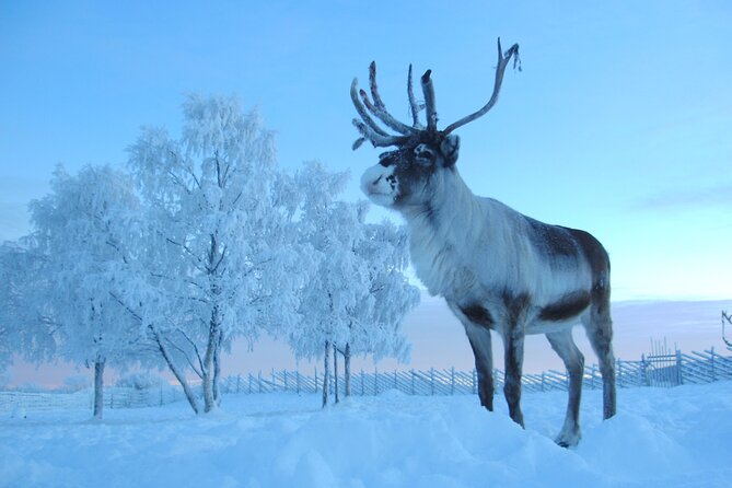 Visit the Sami and Reindeer in a Day Trip from Abisko - Transport and Logistics from Abisko to Jukkasjärvi