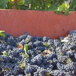 Visit to a Winery in Salento with Wine tasting and light lunch. From Lecce - Visiting the Salento Winery: A Closer Look