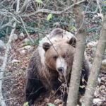 Visit to the bear wildlife area and the medieval tower - The Medieval Tower of Campoli Appennino