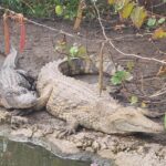 Visit to the Everglades in French - Discovering the Everglades: Airboat Adventure