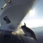 Vrsar, Lim Fjord and Rovinj Day Tour by Boat with Drinks - Exploring Rovinjs Old Town from the Water