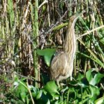 Waccamaw River Nature and Wildlife Tour - Navigating the Waccamaw River and Intracoastal Waterway