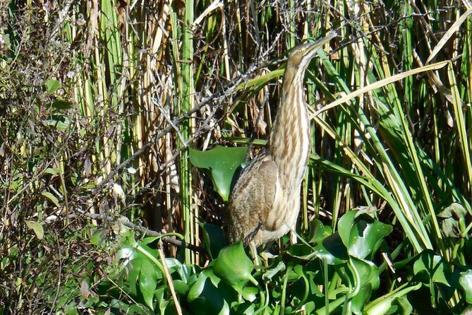 Waccamaw River Nature and Wildlife Tour - Navigating the Waccamaw River and Intracoastal Waterway