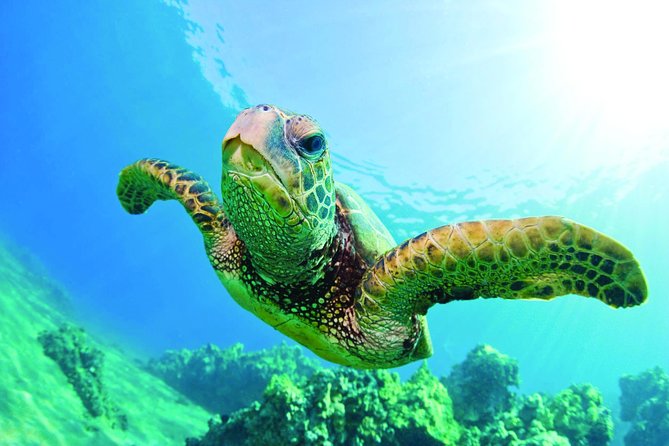 Waikiki Catamaran Adventure: Snorkel with Sea Turtles - Exploring Turtle Canyon: A Natural Turtle Cleaning Station