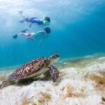 Waikiki Green Sea Turtle Snorkeling Tour - Boat Excursion - The 50-Foot Catamaran: Comfort and Convenience on the Water
