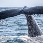 Waikiki, Oahu 2-Hour Whale Watching: Guaranteed Sightings - What makes Pink Sails Waikiki’s whale watching stand out