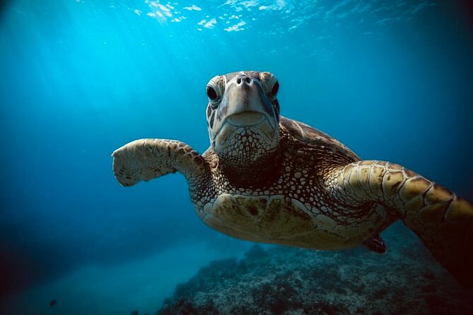 Waikiki small group turtle snorkeling & sailing - Reaching Turtle Canyon: The Marine Sanctuary