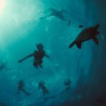 Waikiki Snorkel Tour - Professional Guides and Friendly Crew