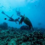 Waikiki: Snorkel Tour with Hawaiian Green Sea Turtles - Starting Point and Meeting Details in Waikiki