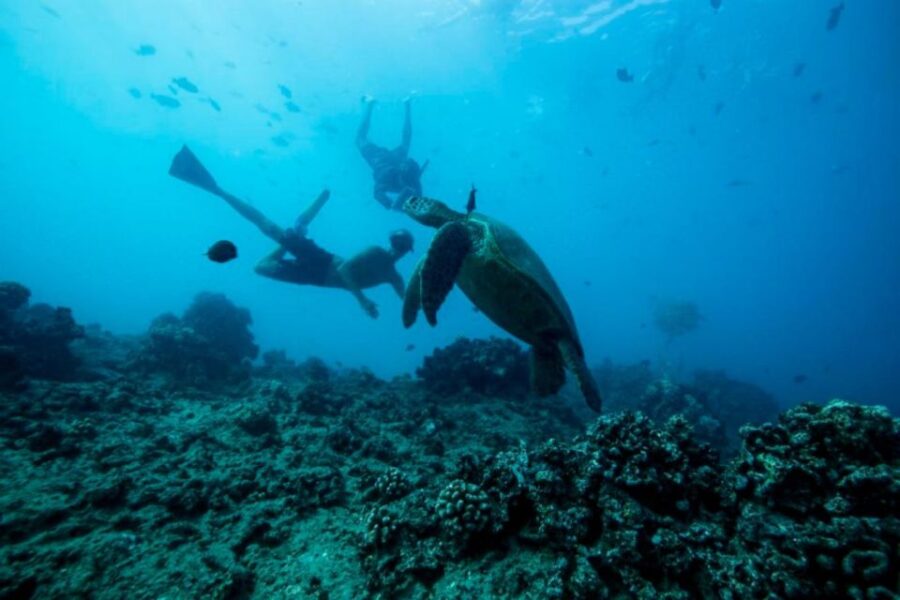 Waikiki: Snorkel Tour with Hawaiian Green Sea Turtles - Starting Point and Meeting Details in Waikiki