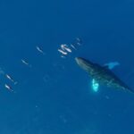 Waikiki Sunset Cruise Catamaran Boat Tour on Oahu - The Unique Tuesday Night Meditation and Sunset Experience