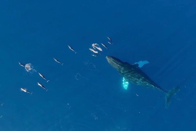 Waikiki Sunset Cruise Catamaran Boat Tour on Oahu - The Unique Tuesday Night Meditation and Sunset Experience